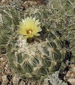 (Coryphantha pycnacantha)