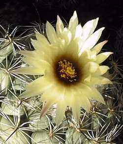 (Coryphantha pycnacantha)