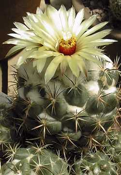 (Coryphantha pycnacantha)