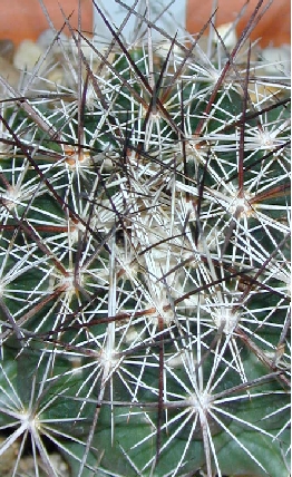 Big Bend Cory Cactus(Coryphantha ramillosa)