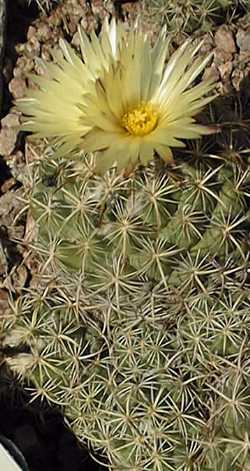 (Coryphantha retusa)