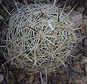 (Coryphantha retusa)