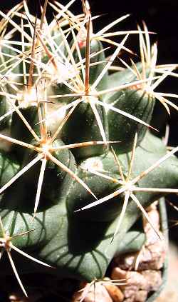 Pima Pineapple Cactus(Coryphantha robustispina ssp. scheeri )