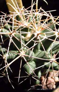 Pima Pineapple Cactus(Coryphantha robustispina ssp. scheeri )