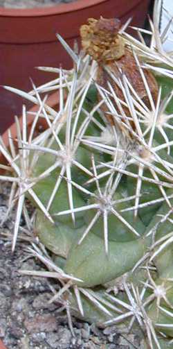 Finger Cactus, Nipple Cactus(Coryphantha sulcata)