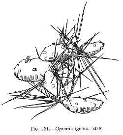 (Cumulopuntia corotilla)