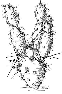 (Cumulopuntia sphaerica)