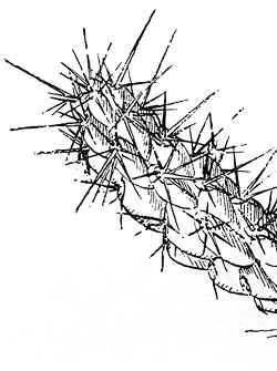 (Cylindropuntia Χ viridiflora)
