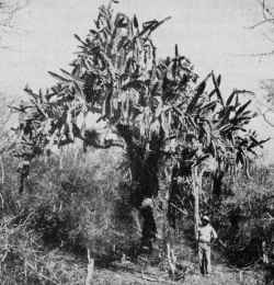 (Dendrocereus nudiflorus)