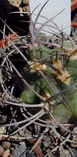 (Denmoza rhodacantha)