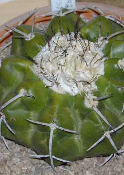 (Discocactus placentiformis)