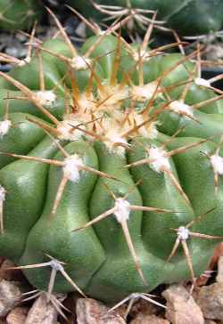 (Discocactus heptacanthus)