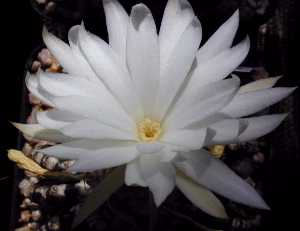 (Discocactus horstii)