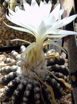 (Discocactus horstii)