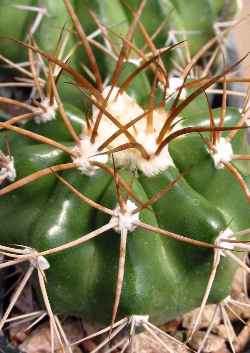 (Discocactus heptacanthus ssp. magnimammus )