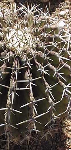 (Echinocactus platyacanthus fa. grandis)