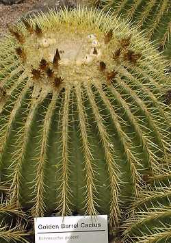 Golden Barrel(Echinocactus grusonii)