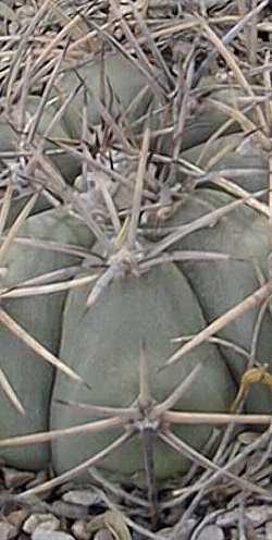 Devil's-Head Cactus, Biznaga Meloncillo(Echinocactus horizonthalonius)