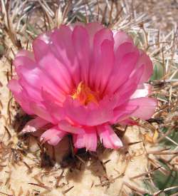 Devil's-Head Cactus, Biznaga Meloncillo(Echinocactus horizonthalonius)