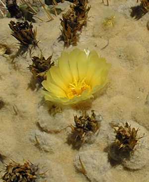 Biznaga Gigante(Echinocactus platyacanthus)