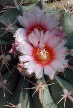 Horse Crippler, Candy Cactus(Echinocactus texensis)