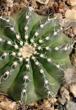 (Echinocereus pulchellus ssp. acanthosetus )