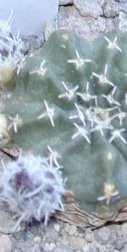 (Echinocereus pulchellus var. amoenus )