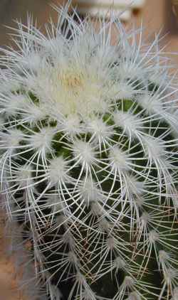 (Echinocereus reichenbachii ssp. baileyi )