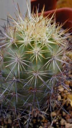 (Echinocereus barthelowanus)