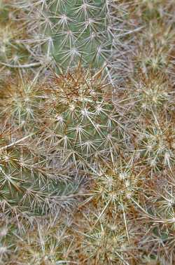 (Echinocereus barthelowanus)