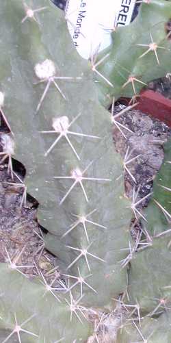 Berlandier's hedgehog cactus, Alicoche(Echinocereus berlandieri)