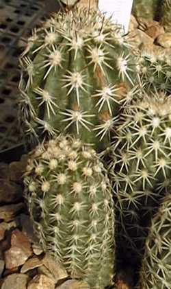 Bonker Hedgehog(Echinocereus bonkerae)