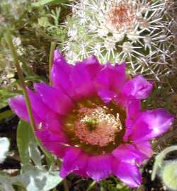 Bonker Hedgehog(Echinocereus bonkerae)