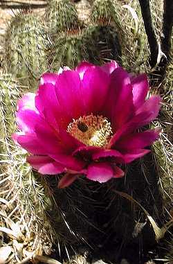 Boyce-Thompson Hedgehog(Echinocereus boyce-thomsonii)