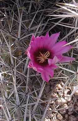 Strawberry cactus, Casa de Ratas(Echinocereus brandegeei)