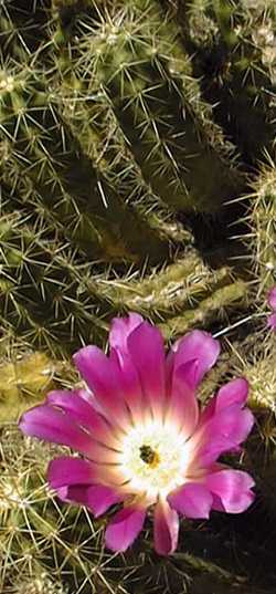 (Echinocereus cinerascens)