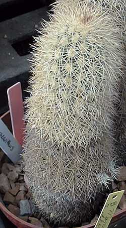 Texas Rainbow Hedgehog, Yellow pitaya(Echinocereus dasyacanthus)