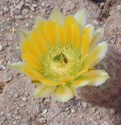 Texas Rainbow Hedgehog, Yellow pitaya(Echinocereus dasyacanthus)