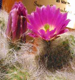 Viejitos(Echinocereus longisetus ssp. delaetii )