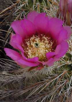 Strawberry Hedgehog Cactus, Hedgehog Cactus(Echinocereus engelmannii)