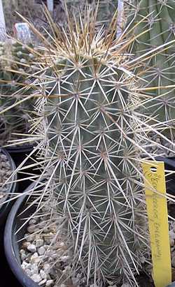 Strawberry Hedgehog Cactus, Hedgehog Cactus(Echinocereus engelmannii)