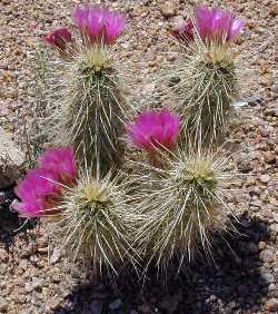 Strawberry Hedgehog Cactus, Hedgehog Cactus(Echinocereus engelmannii)