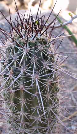 (Echinocereus ferreirianus)