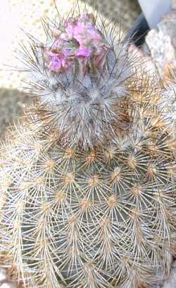 (Echinocereus reichenbachii ssp. fitchii )