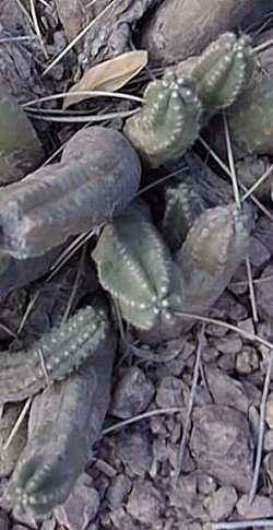 (Echinocereus scheeri ssp. gentryi )