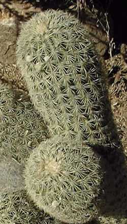 (Echinocereus grandis)