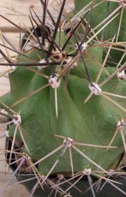 Gurney's Claret-cup(Echinocereus coccineus ssp. coccineus  var. gurneyi )