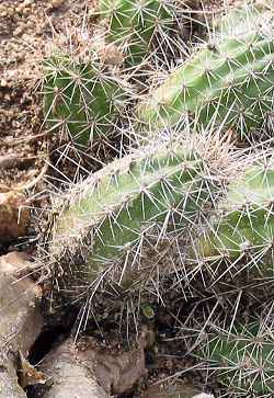 (Echinocereus polyacanthus ssp. huitcholensis )