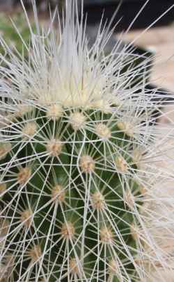 (Echinocereus longisetus)