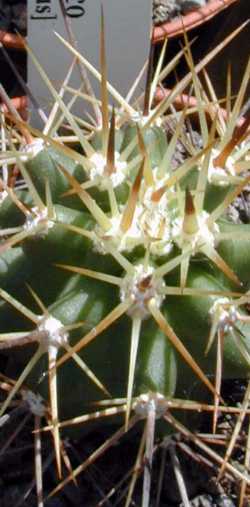 Mexican Claret Cup(Echinocereus coccineus ssp. coccineus )